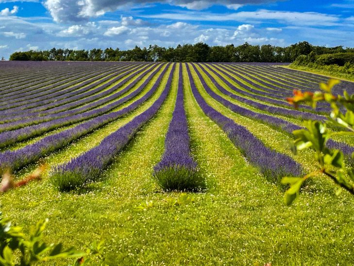 Rows of purple Lavender set against a green background and blue sky