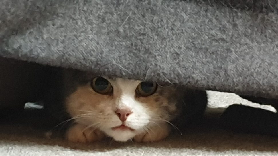 Suspicious_Cat hiding under a blanket