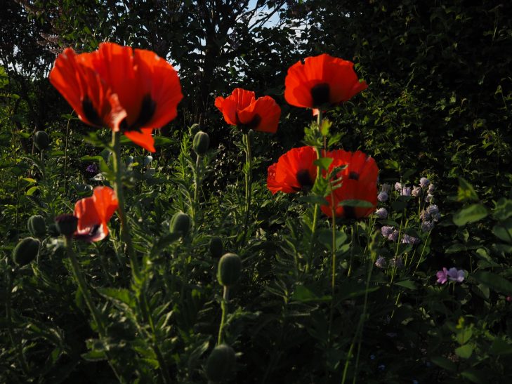 Beautiful Red poppies set against a Green background