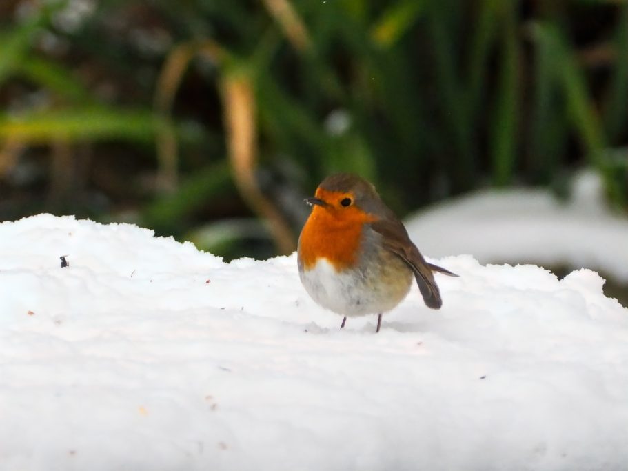 English Robin in winter