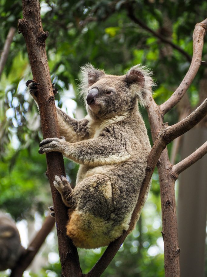 Cuddly Koala in a tree