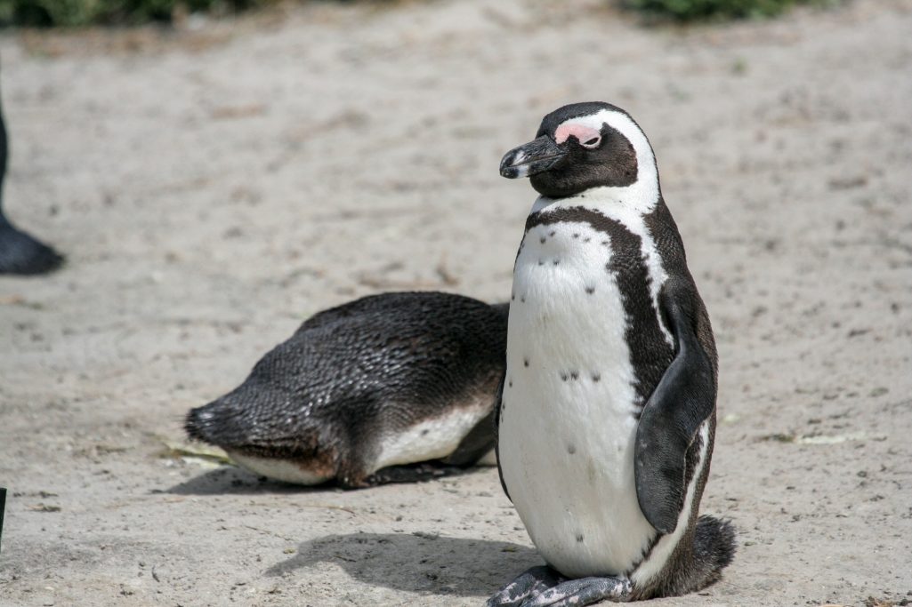 Boulders_Beach Penguin