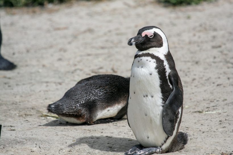 Penguin Meditating in the warm sun on Boulders_Beach in Cape Town, South Africa