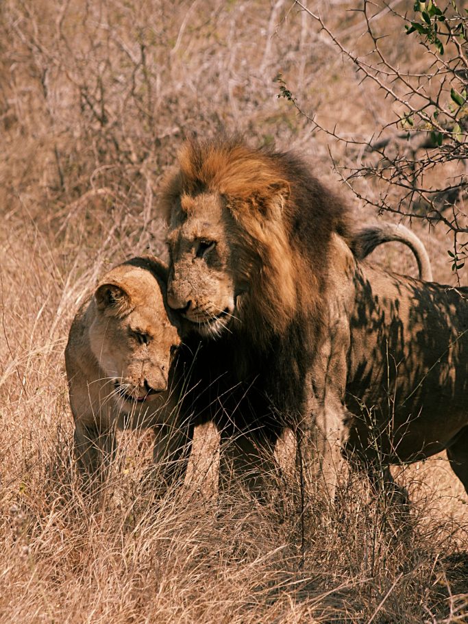 Male African Lion and his queen