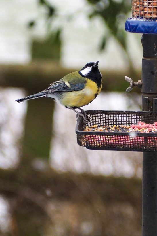Blue Tit feeding in the garden