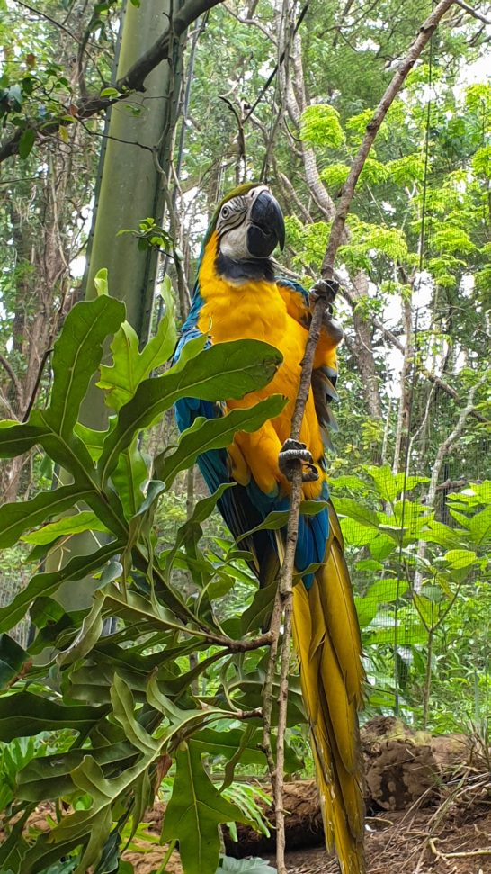 Blue and Yellow macaw clutching a jungle branch