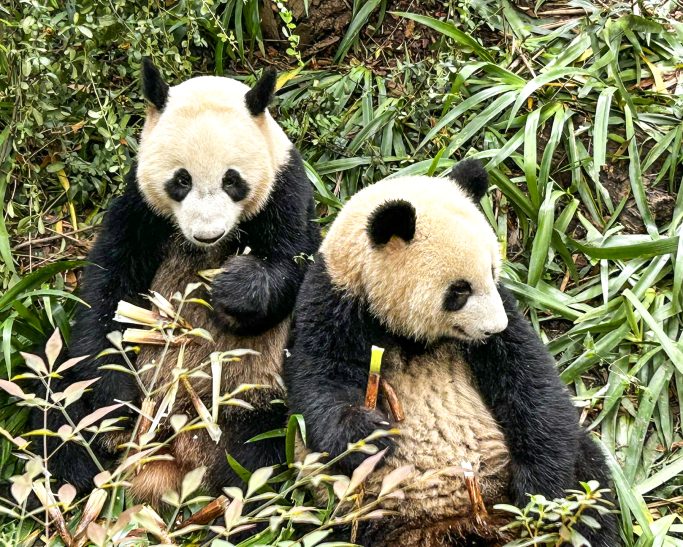 Two Chengdu_Pandas chilling out over a tasty meal of bamboo shoots