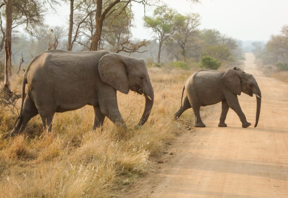 Baby Elephant with Mother crossing a road
