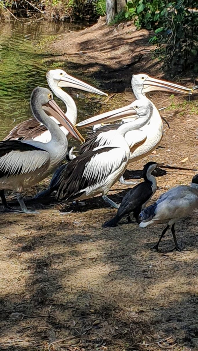 Family Day out for the Cranes