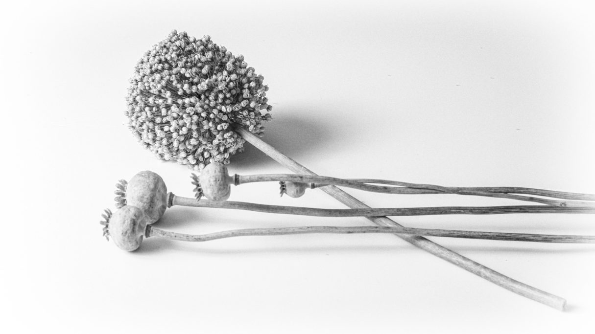 Still life image of Poppy Seed Heads