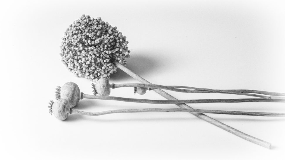 Still life image of Poppy Seed Heads