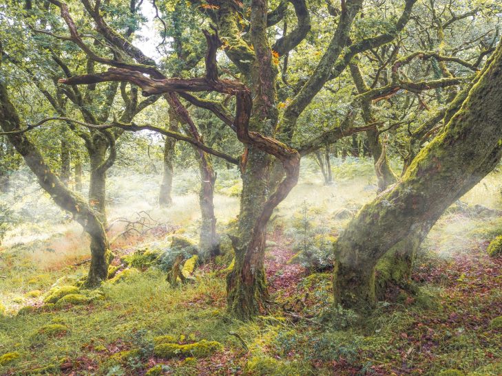 A misty morning scene set in a damp forest with trees covered in moss